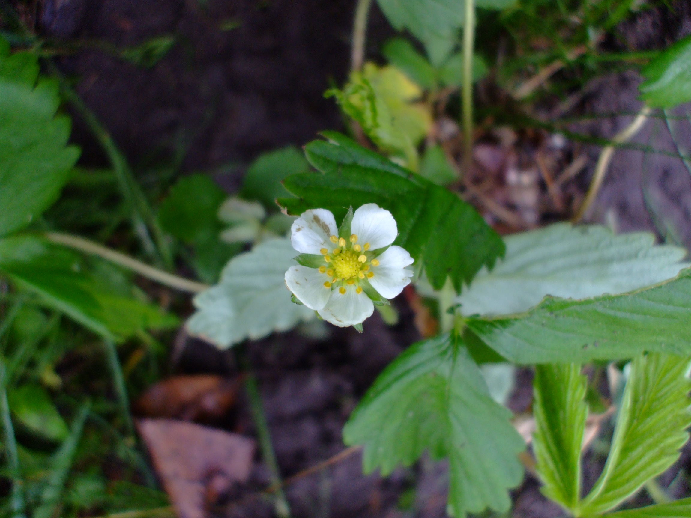 Fragaria vesca